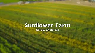 #Sunflower Farm 4K || Gilroy, CA || California Bay Area || Over the Sky || #DDLJ || USA