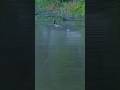Topwater frog blowup for Cole Floyd