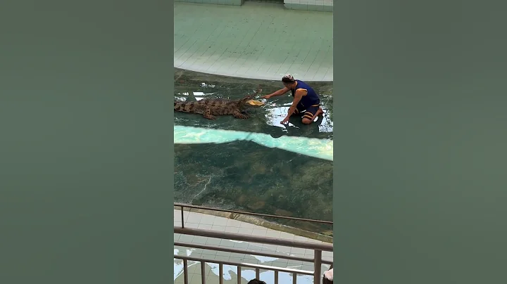 He Thought the Crocodile Was Trained… Until This Happened #shorts #viralshorts