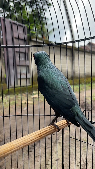 This bird 1, even though it is said to be greedy & dirty, but he..? #bird #chirpingmania #qinarab...