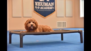 Uma (Cavapoo) Puppy Camp Dog Training Video Demonstration Mia Cavapoo Boot Camp Dog Training Demonstration