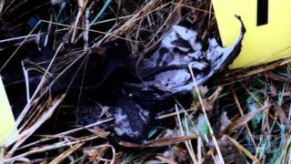 Forensic Factor - The Cover Up 1/3