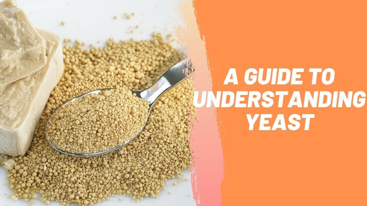 A Guide To Understanding Yeast YouTube