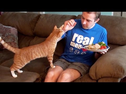 10 Things Cat Owners Have Probably Done