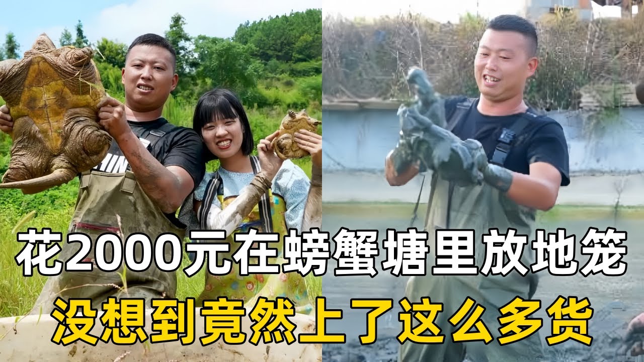 小飞哥花2000元在螃蟹塘里放5个地笼，没想到竟然上了这么多货！｜在田里找家禽失踪的原因，没想到最后竟然发现巨型鳄龟！