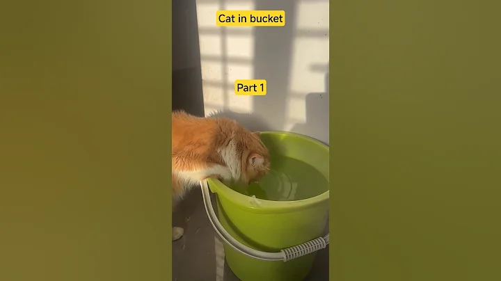 Video 11018241: fluffy persian cat, golden persian cat, cutest persian cat, cat drinking, adorable cats