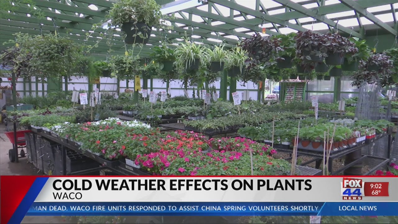 Cold Weather Effects on Plants