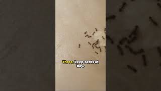 Borax Hacks Top 5 Life-Changing Uses