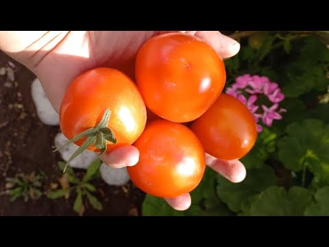 Esto es lo que coseché en mi jardín 😁