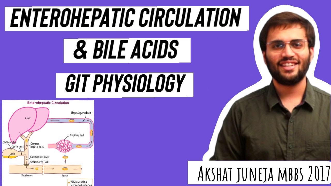 Enterohepatic Circulation | GIT Physiology Bile Acid, Bile Salts | MBBS ...