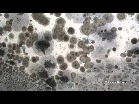 Video Sick Building Syndrome - youtube