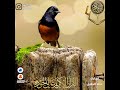 ويوم يحشر اعداء الله الى النار فهم يوزعون خالد الجليل سورة فصلت KhalidAl Jilaye Surah Fussilat 