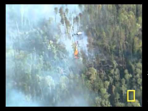 Burning Trees to Save Trees
