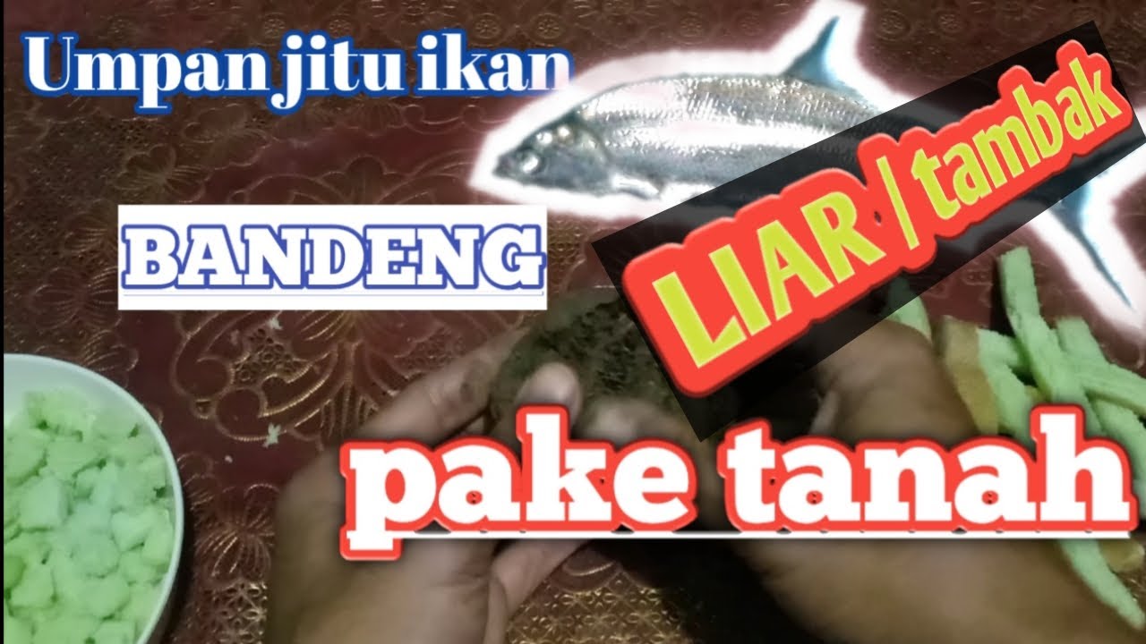 Umpan jitu ikan bandeng liar/tambak pake tanah