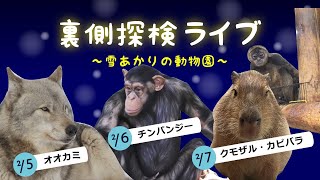 裏側探検ライブ(チンパンジー)