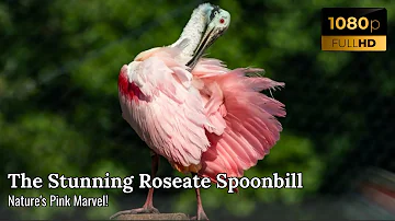 Roseate Spoonbill | The Stunning Beauty of Platalea ajaja in the Wild