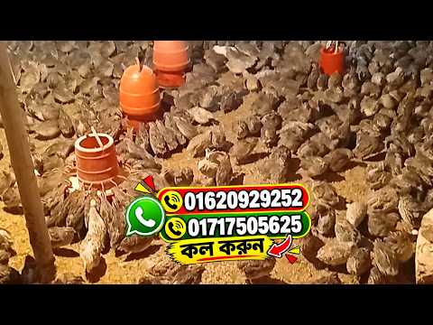 নিউ রানিং ডিম পাড়া পাখিসহ যে কোন বয়সের বাচ্চা পাওয়া যায়