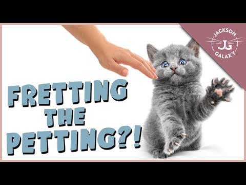 Video: Waarom wil mijn kat nooit een huisdier zijn?