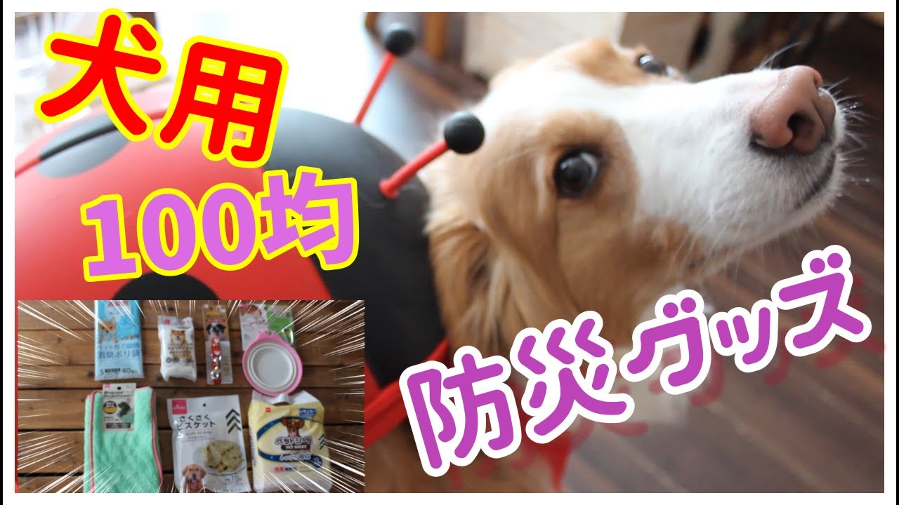 防災グッズ犬用 を100均でほぼ揃えました Youtube