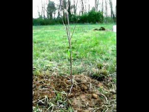 cherry tree investments v landmain 2012 planting sweet cherry trees cherry tree investments v landmain 2012 planting sweet cherry trees