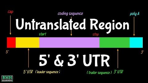 Untranslated Region | UTR | 5
