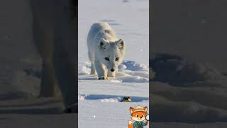 Der Polarfuchs – Das flauschige Überlebensgenie der Arktis | Tierdoku #tierdoku #polarfuchs