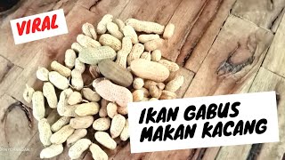 Ikan Gabus Doyan Makan Kacang Juga || Casting Ikan Gabus Umpan SOFT LURE KACANG @AnglerNyorangan screenshot 2