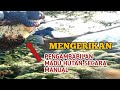 lebah madu yg bersarang di ketinggian 40 meter