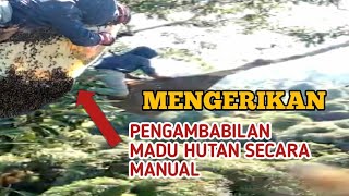 lebah madu yg bersarang di ketinggian 40 meter