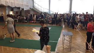 Выставка собак в Рыбинске 13 октября 2018. Запись видеотрансляции с рингов. часть 2 Выставка собак в Рыбинске 13 октября 2018. Запись видеотрансляции с рингов. часть 2