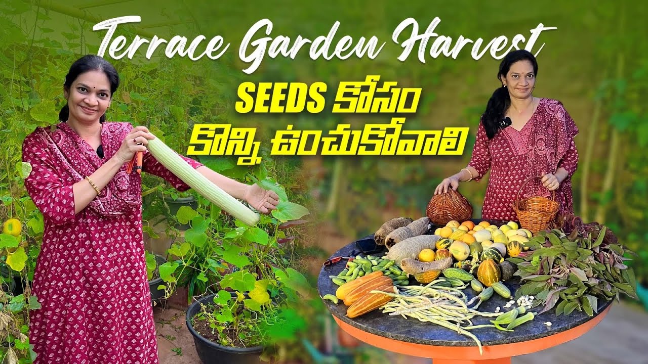 జూన్ టిప్స్ చెప్పుకుంటూ హార్వెస్ట్ చేద్దాం / Terrace garden harvest @MADGARDENER  #gardening