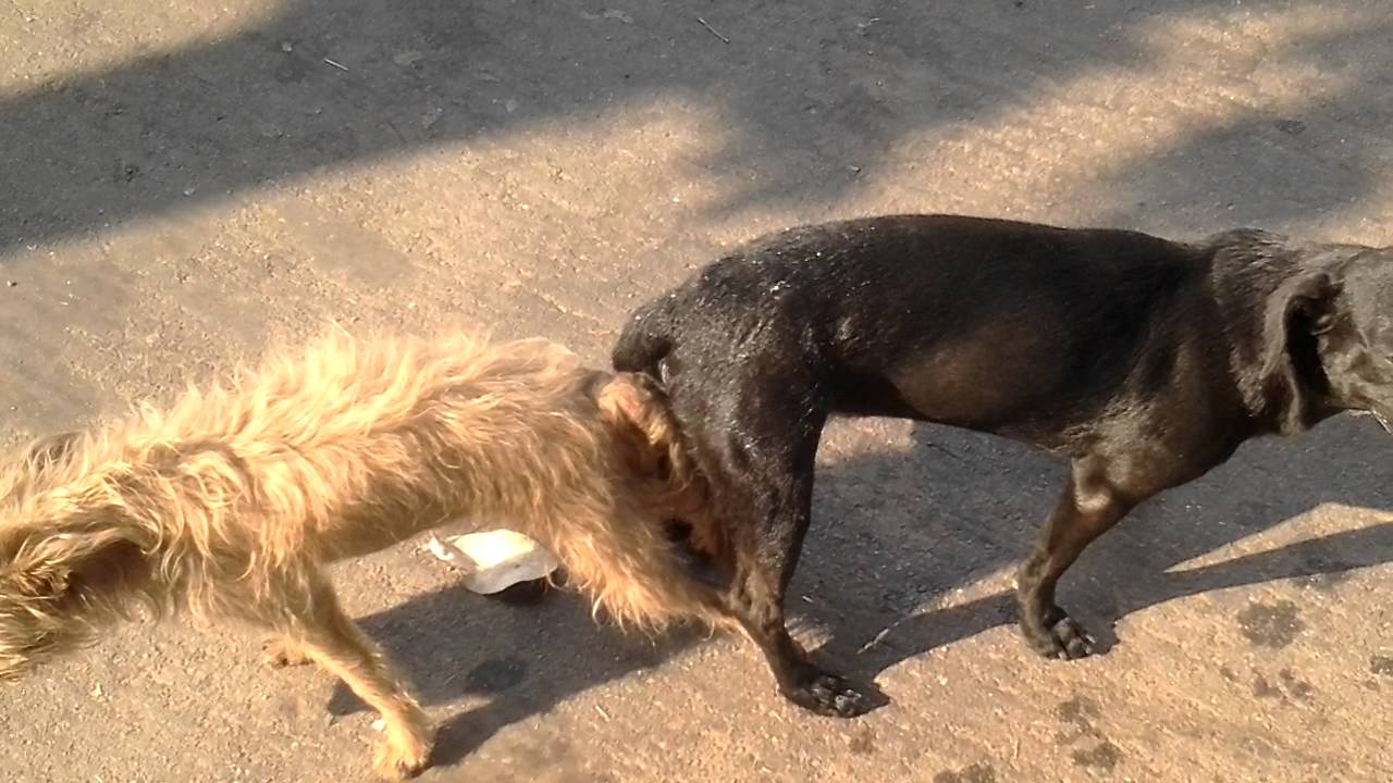 Quebrando o cabaco - YouTube