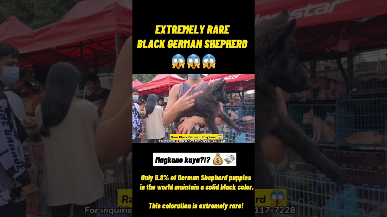 EXTREMELY RARE GERMAN SHEPHERD | RARE COLORED DOBERMAN | BOCAUE BULACAN PET MARKET LATEST UPDATE
