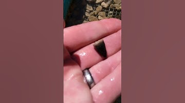 Ancient GATOR Tooth Fossil FOUND!! #florida #alligator #fossil #fossils #ancient #prehistoric #fyp