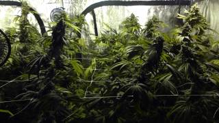 HARVEST TIME at the SFVOG 2.4K Tent Grow!