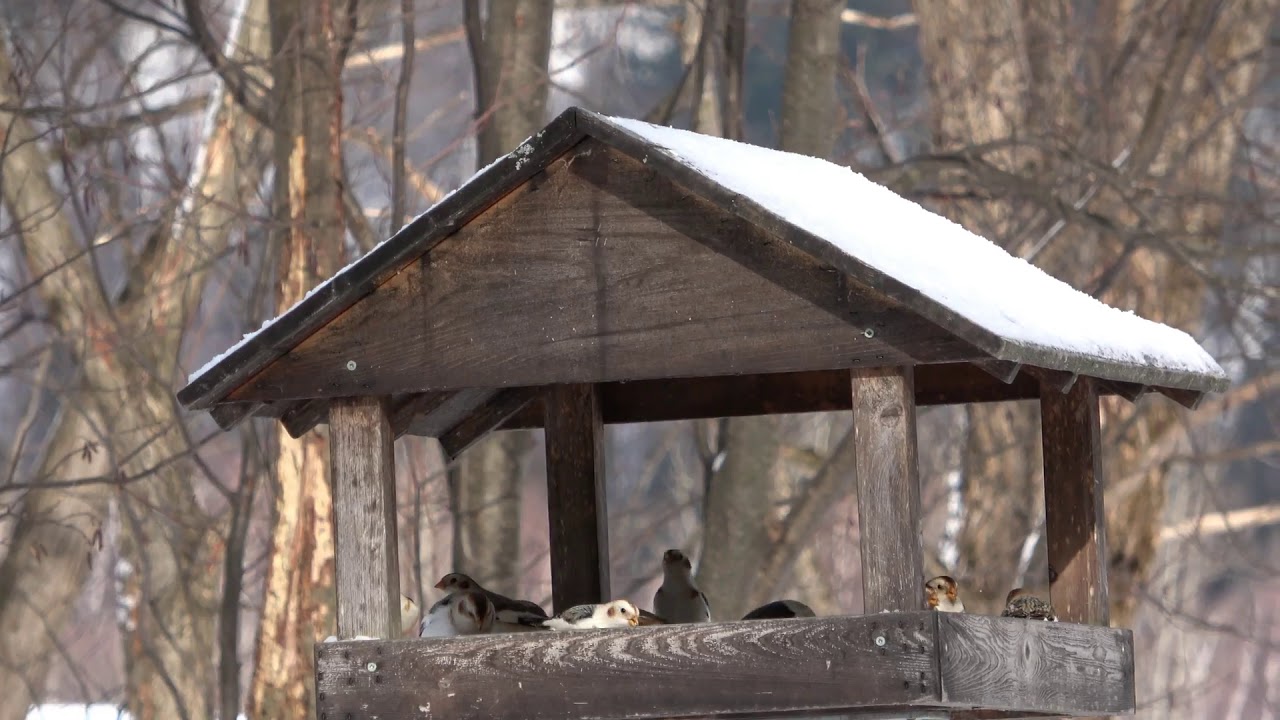 Plectrophane des neiges