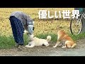 柴犬夫婦とおばあちゃんに優しい気持ちになりました！