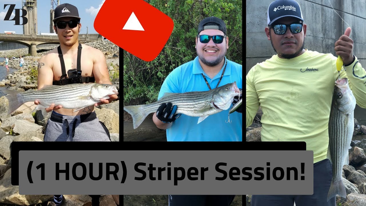 Striped Bass on Topwater and Swim Baits at the James River!! YouTube