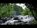 1hr. Relaxing Forest Birdsong &amp; Waterfall Nature Sounds for Sleeping - Calm Birds Chirping Sound
