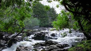 1hr. Relaxing Forest Birdsong & Waterfall Nature Sounds for Sleeping - Calm Birds Chirping Sound