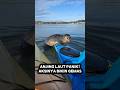 ANJING LAUT KETAKUTAN NAIK KAPAL DIKEJAR HIU DI LAUT LEPAS #shorts #short #shortsviral