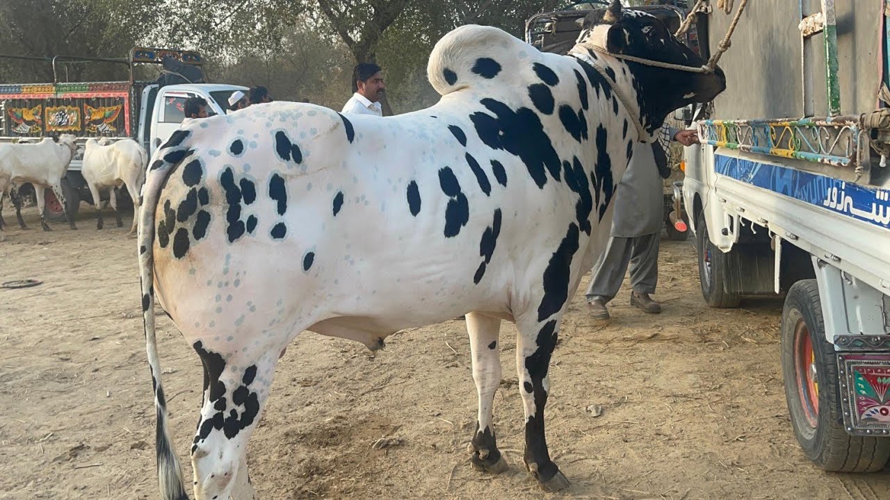 domail mandi today ll domail mandi latest update ll 6/3/2026 ll taxila mandi ll Fateh jangi bull ll 