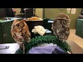 Eastern Screech-Owls