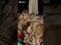 Pieski idą spać #psy #corgi #puppy #welshcorgi #szort #cute #Shorts #pies #pembroke #cardigan