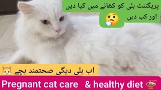 pregnant cat care & best healthy food🍜|pregnant persian cat|Persian cat diet plan |persian cat fact