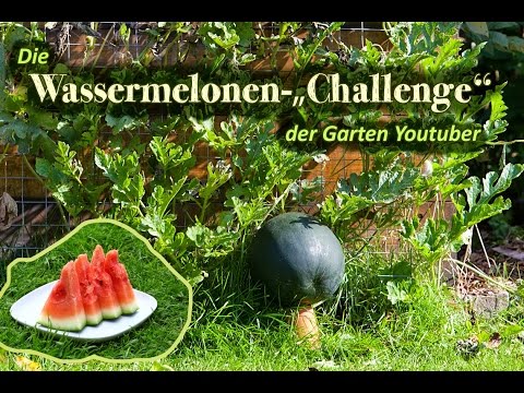Video: Wachsende Wassermelonen Im Offenen Feld. Teil 2