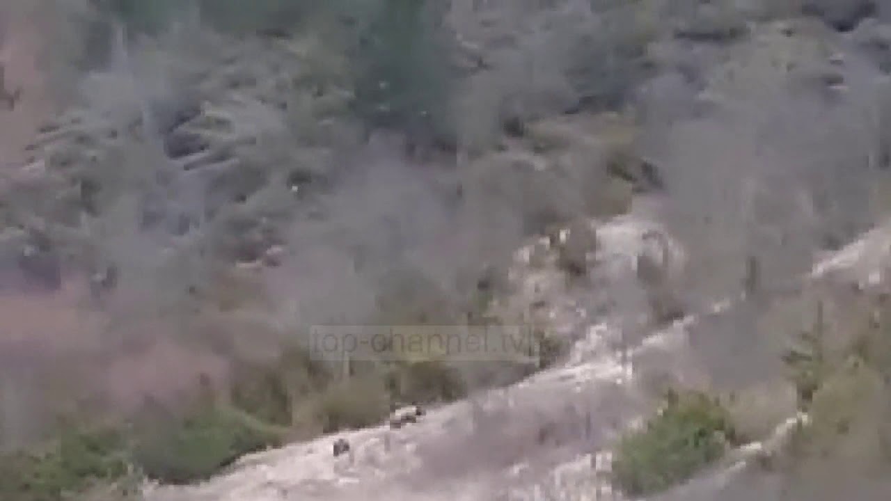 Pogradec/ Njerëzit në karantinë, arinjtë ‘gjigantë’ dalin shëtitje