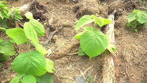 Vườn Cây An Xoa - Cách Trồng Cây An Xoa Đúng Kỹ Thuật - 0976 836 586