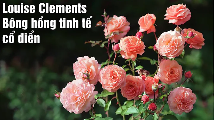 Hoa hng Louise Clement vi nt p tinh t vt thi gian