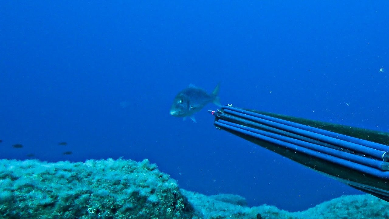 Solo Spearfishing for Food - A Place Too Far, A Fish Too Close